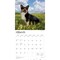 Welsh Corgis | 2026 12 x 24 Inch (Hanging) Monthly Square Wall Calendar | Plastic-Free